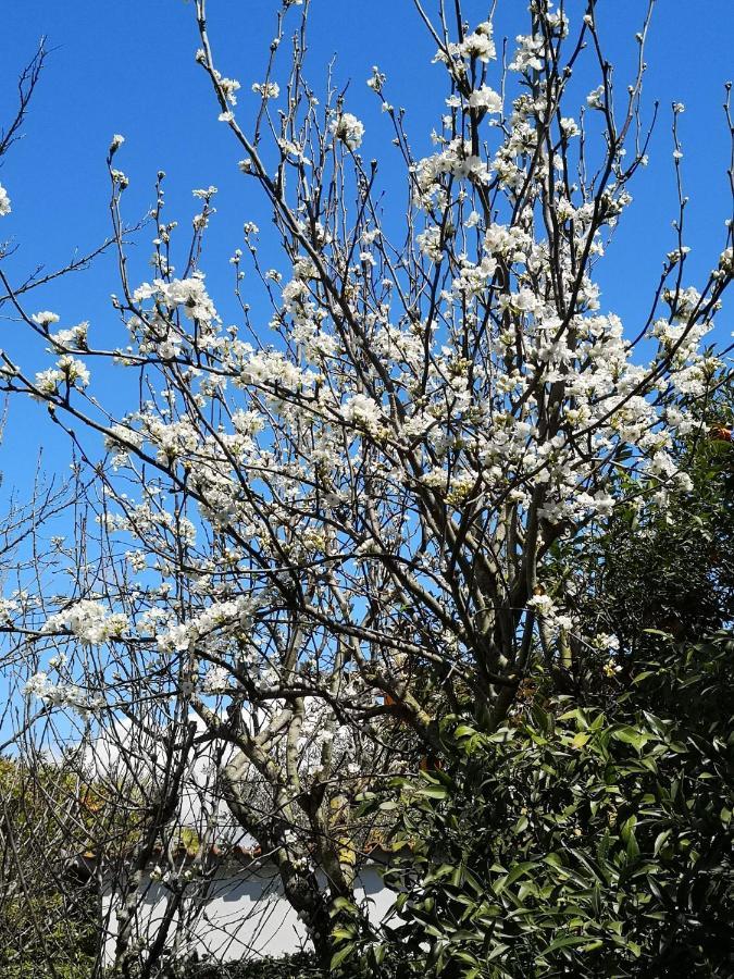 Appartamento In Villa Con Giardino Vicino Al Mare Bella Farnia Eksteriør billede